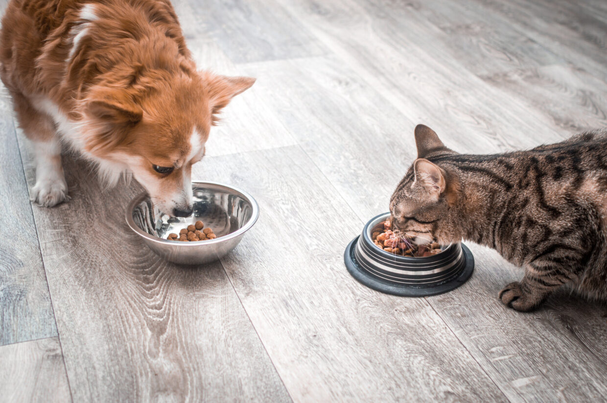 Hund und Katze essen aus Napf